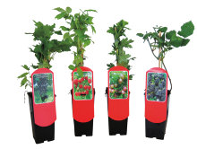 Bær-/fruktbusker i 17 cm potte - flere sorter